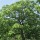  (07/01/2017) Quercus alba added by Shoot)