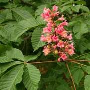  (09/01/2017) Aesculus x carnea added by Shoot)