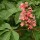  (09/01/2017) Aesculus x carnea added by Shoot)