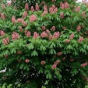  (09/01/2017) Aesculus x carnea 'Fort McNair' added by Shoot)