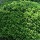  (09/01/2017) Buxus microphylla var. japonica added by Shoot)