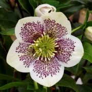  (20/01/2017) Helleborus 'SP Conny' (Spring Promise Series) added by Shoot)