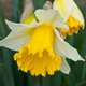 Narcissus 'Ellen'