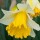 (20/01/2017) Narcissus 'Ellen' added by Shoot)