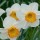  (20/01/2017) Narcissus 'Early Bride' added by Shoot)