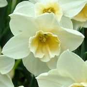 (20/01/2017) Narcissus 'Sweet Love' added by Shoot)
