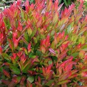  (20/01/2017) Leucothoe 'Little Flames' added by Shoot)