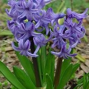  (20/01/2017) Hyacinthus orientalis  added by Shoot)