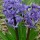  (20/01/2017) Hyacinthus orientalis  added by Shoot)