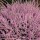  (20/01/2017) Calluna vulgaris 'Annemarie' added by Shoot)