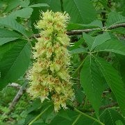  (21/01/2017) Aesculus glabra added by Shoot)