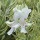  (23/01/2017) Westringia fruticosa 'Morning Light' added by Shoot)