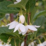  (23/01/2017) Styrax japonicus 'Sohuksan'  added by Shoot)