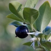  (23/01/2017) Sarcococca hookeriana  added by Shoot)