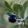  (23/01/2017) Sarcococca hookeriana  added by Shoot)