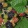  (23/01/2017) Rubus fruticosus added by Shoot)