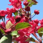 (24/01/2017) Malus 'Robinson' added by Shoot)