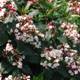 Viburnum tinus 'Spring Bouquet'