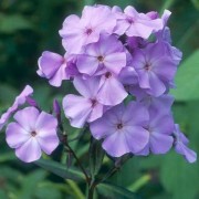  (21/01/2022) Phlox paniculata 'Eventide' added by Shoot)