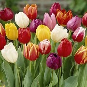  (25/01/2017) Tulipa (any Darwin hybrid) added by Shoot)