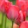 Tulip Pinkie Red Added by Jane Scott