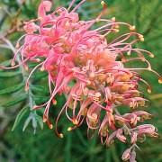  (25/01/2017) Grevillea 'Superb' added by Shoot)