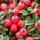  (26/01/2017) Cotoneaster dammeri 'Lofast' added by Shoot)