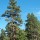 (27/01/2017) Pinus ponderosa added by Shoot)