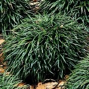  (28/01/2017) Ophiopogon japonicus 'Nanus' added by Shoot)