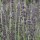  (29/01/2017) Lavandula x heterophylla added by Shoot)