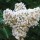  (29/01/2017) Lagerstroemia 'Natchez' added by Shoot)