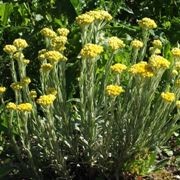  (29/01/2017) Helichrysum arenarium added by Shoot)