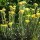  (29/01/2017) Helichrysum arenarium added by Shoot)