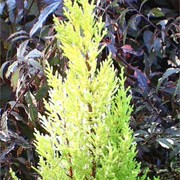 'Goldcrest' is a mid-sized, evergreen, coniferous tree with a narrowly columnar habit.  It has bright golden-yellow foliage in ascending sprays.
 Cupressus macrocarpa 'Goldcrest' added by Shoot)