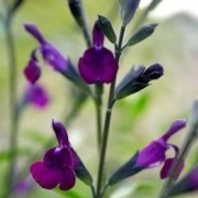  (29/01/2017) Salvia greggii 'Navajo Dark Purple' (Navajo Series) added by Shoot)