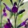  (29/01/2017) Salvia greggii 'Navajo Dark Purple' (Navajo Series) added by Shoot)
