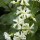  (30/01/2017) Trachelospermum jasminoides 'Madison' added by Shoot)