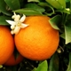 Citrus x aurantium (Sweet Orange Group) 'Baia'