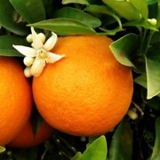  (30/01/2017) Citrus x aurantium (Sweet Orange Group) 'Baia' added by Shoot)