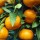  (30/01/2017) Citrus reticulata  added by Shoot)