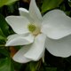 Magnolia grandiflora 'Saint Mary'
