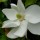  (30/01/2017) Magnolia grandiflora 'Saint Mary' added by Shoot)