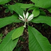  (30/01/2017) Magnolia tripetala added by Shoot)
