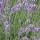  (30/01/2017) Lavandula x intermedia 'Grappenhall' added by Shoot)