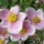  (30/01/2017) Anemone hupehensis var. japonica 'Pink Saucer' added by Shoot)