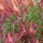  (30/01/2017) Leucadendron salignum 'Yaeli' added by Shoot)