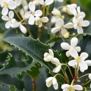  (30/01/2017) Osmanthus x fortunei 'San Jose' added by Shoot)