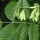  (31/01/2017) Fraxinus latifolia added by Shoot)