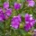  (31/01/2017) Polygala fruticosa 'Petite Butterflies' added by Shoot)