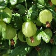  (31/01/2017) Ribes uva-crispa added by Shoot)